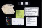 Foto (Objekt + Etikett) von Pithonoton marginatum (Meyer, 1842)  (NHMW-GEO-2014-0194-0990)